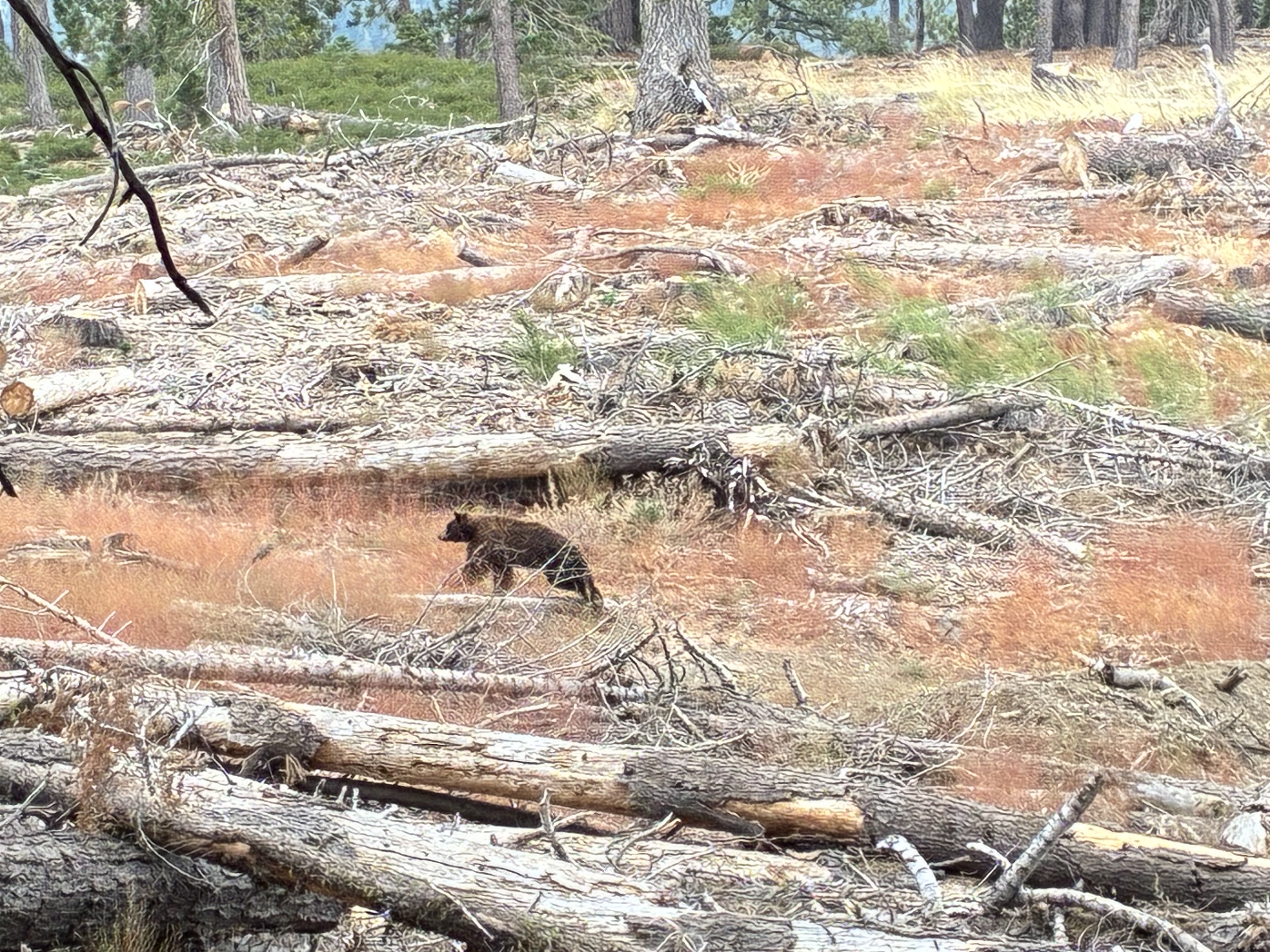 PCT LASH-South Lake Tahoe